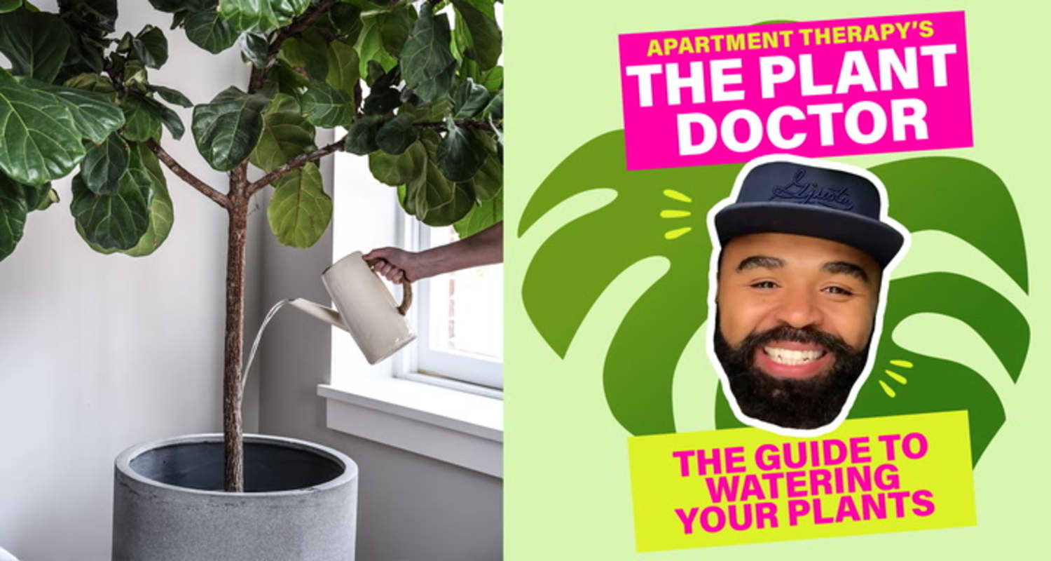 The Plant Doctor Guide to Watering Plants Apartment Therapy