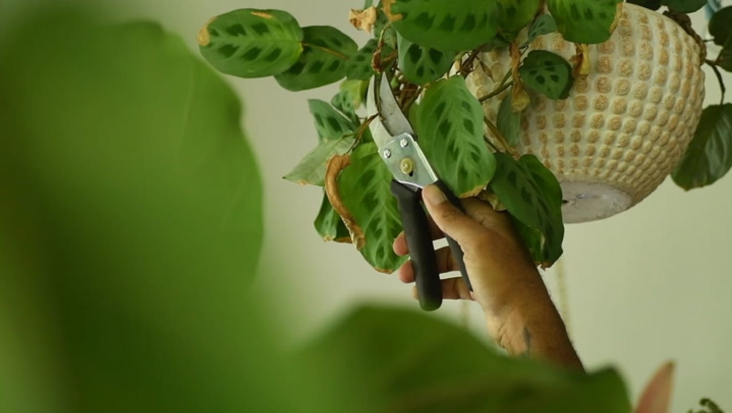 The Plant Doctor Routine Maintenance Apartment Therapy