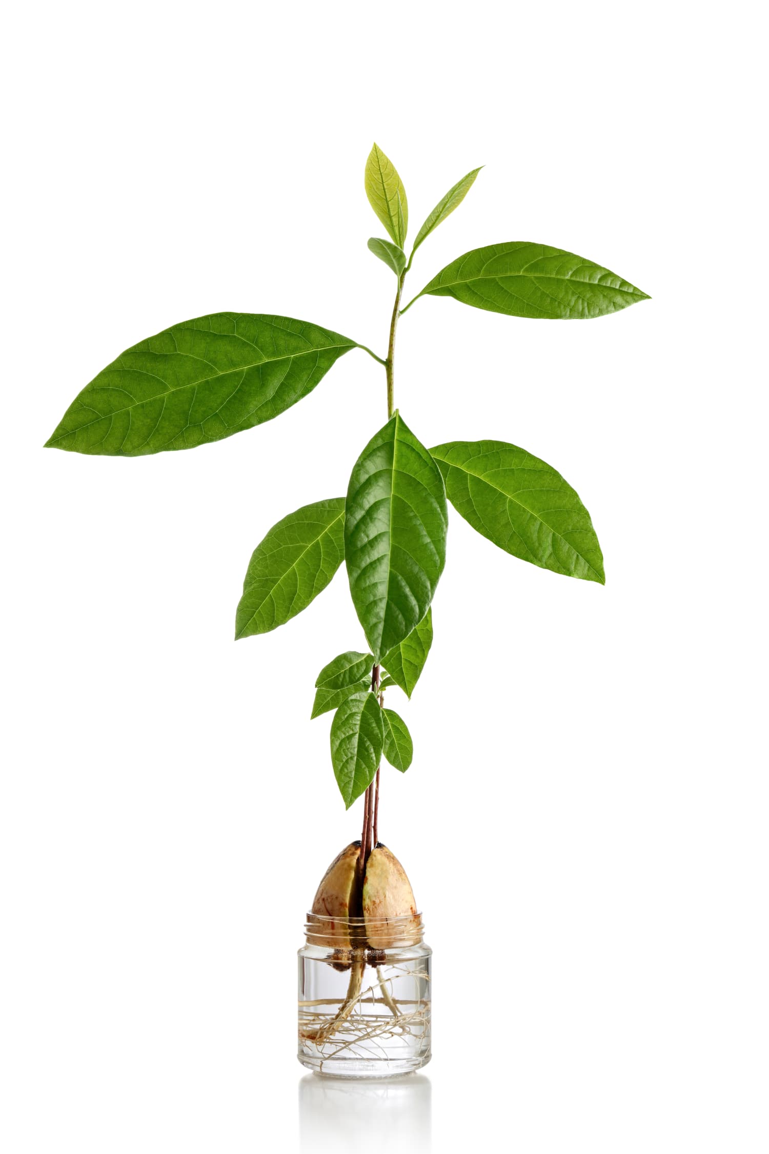 How To Grow An Avocado Tree Apartment Therapy