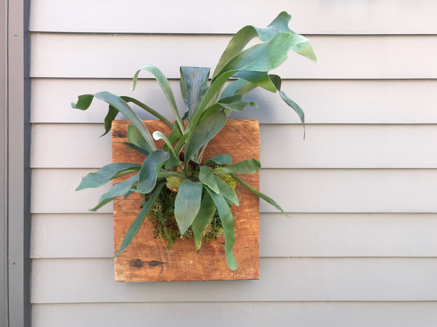 Staghorn fern how to mount