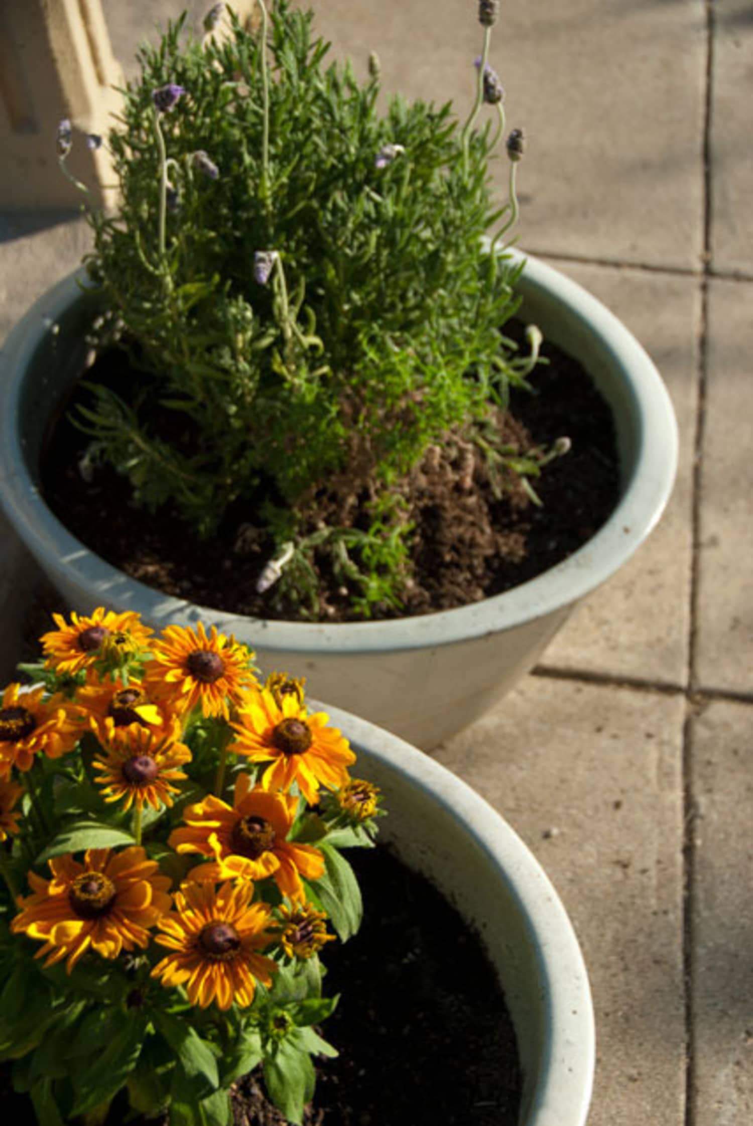 Plant pot with holes Idea