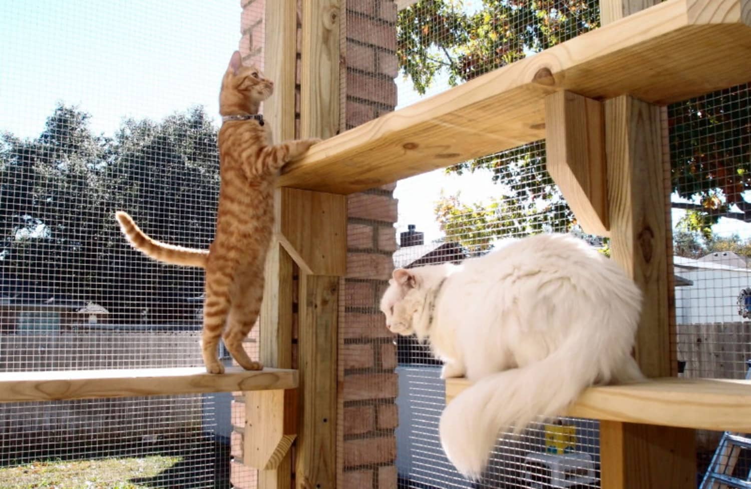 A Catio is the Coolest Thing You Never Knew Your Cat Needed Apartment