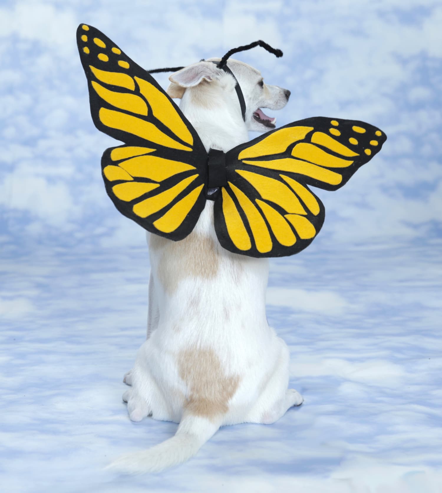 Cutest Butterfly Halloween Dog Costume Apartment Therapy