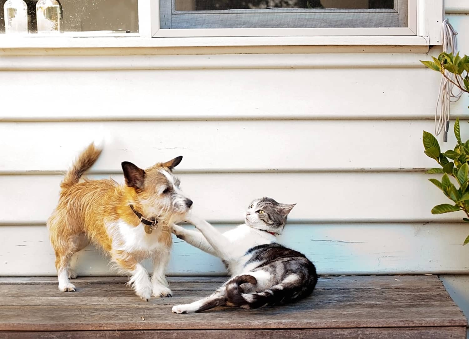 Animal Show Cats And Dogs Living Together Tips Apartment Therapy