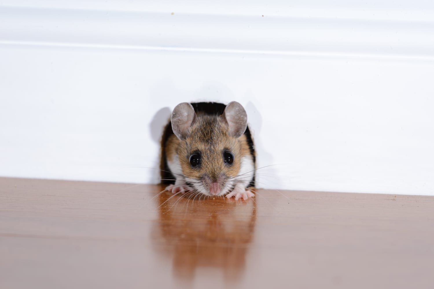 New York Rats Antibiotic Resistant Mice Pest Problem | Apartment Therapy