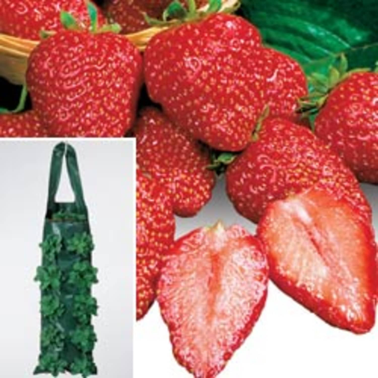 Good Idea Growing Strawberries in Hanging Bags Kitchn