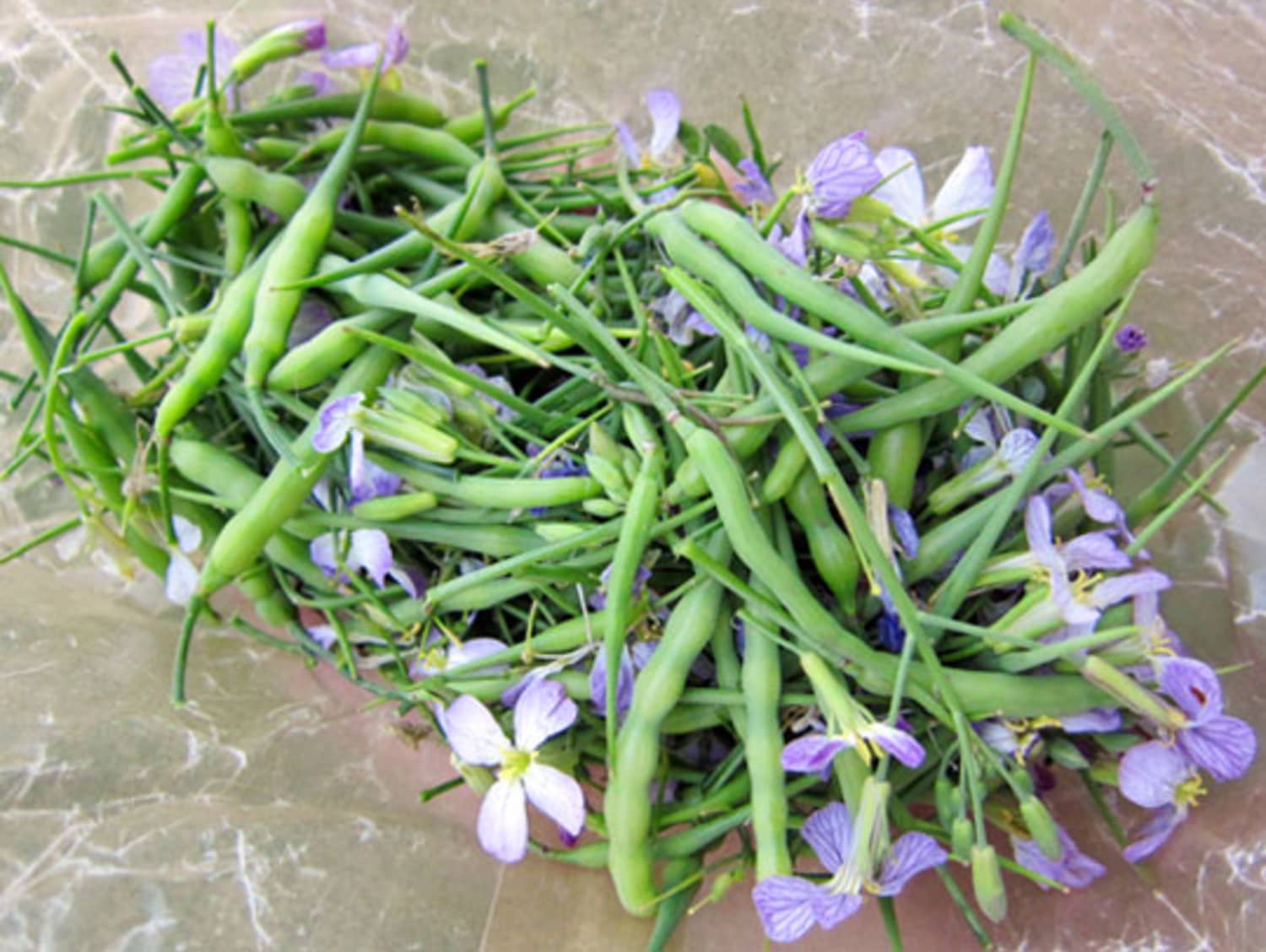 Ingredient Spotlight Wild Radish Pods Kitchn