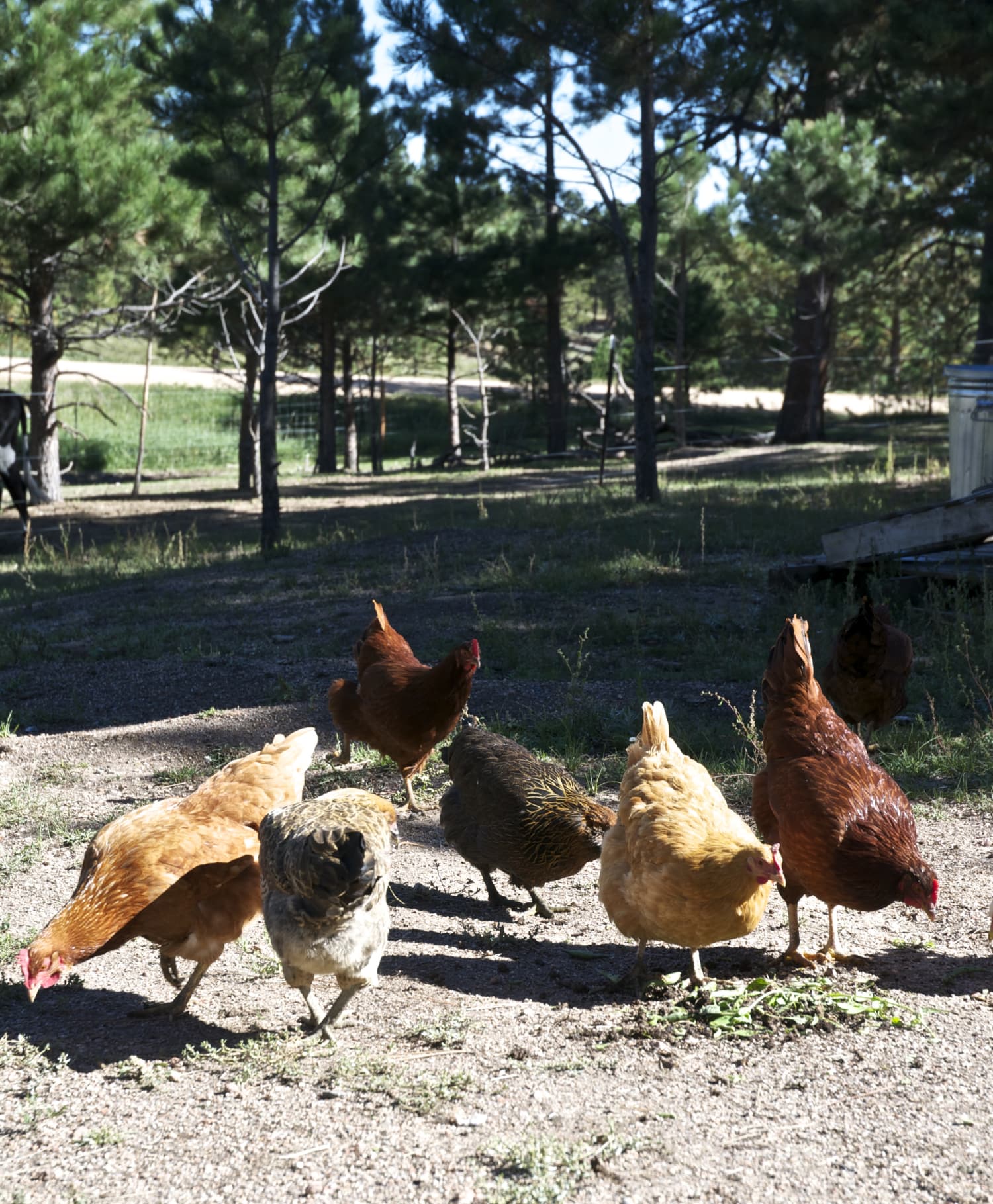 a-visit-to-a-free-range-chicken-farm-kitchn