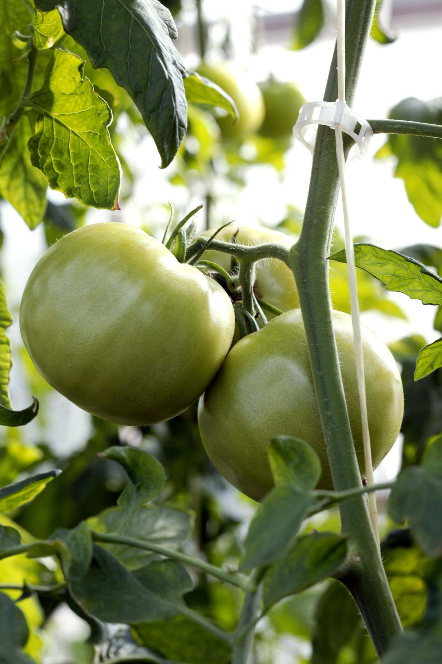 What's the Difference Between Green Tomatoes and ...