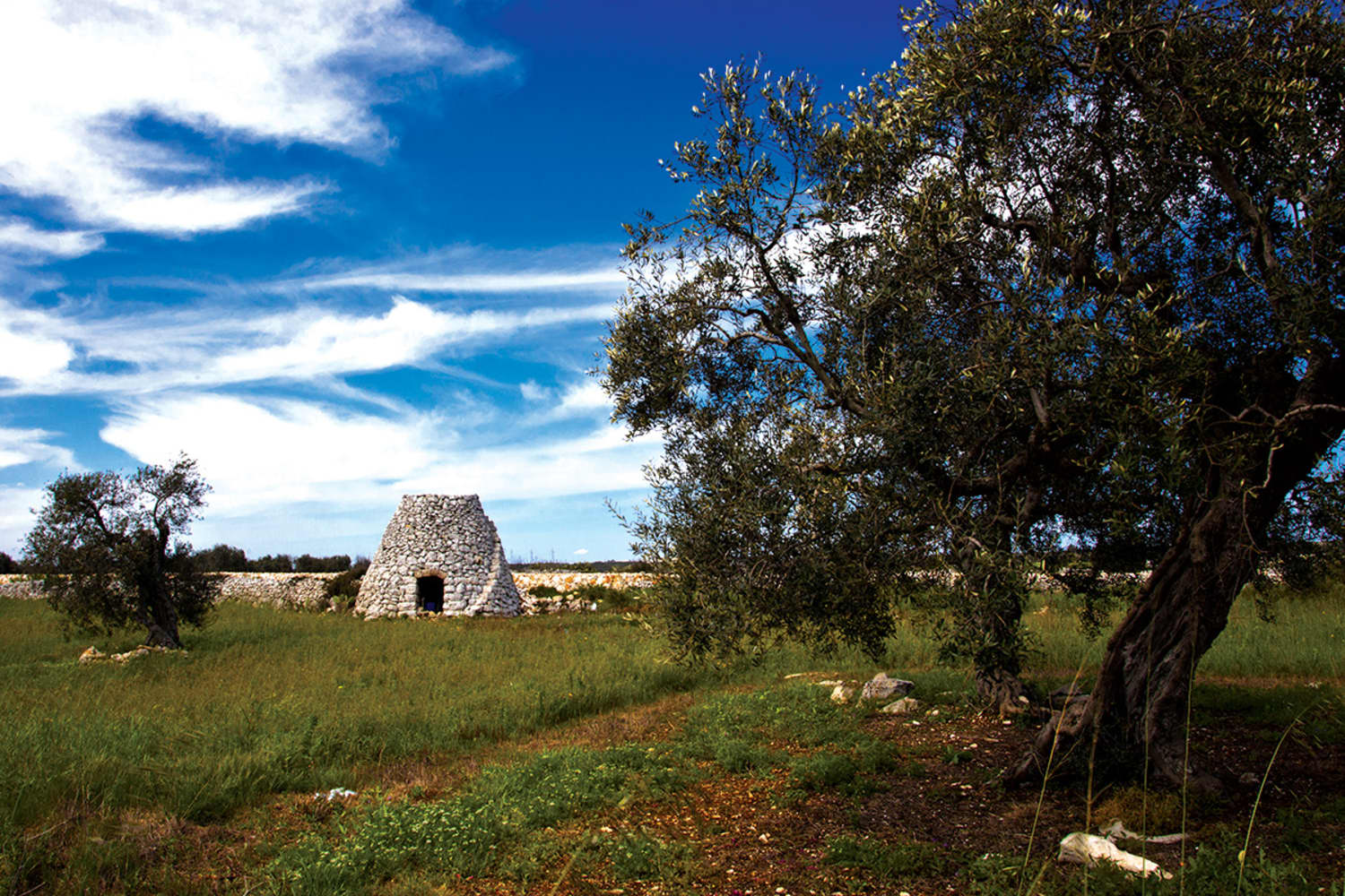 Puglia Is The Italian Wine Region You Should Know About Kitchn