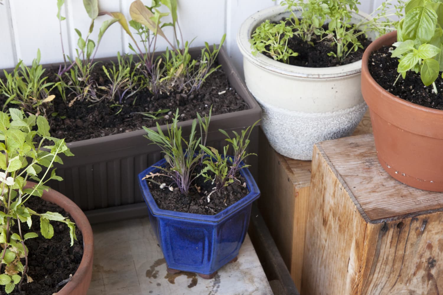 The 4 Easiest Things to Grow in Your Indoor Garden Kitchn