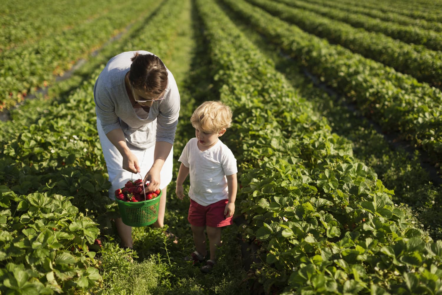 A Guide to Strawberry Picking with Kids This Season Kitchn