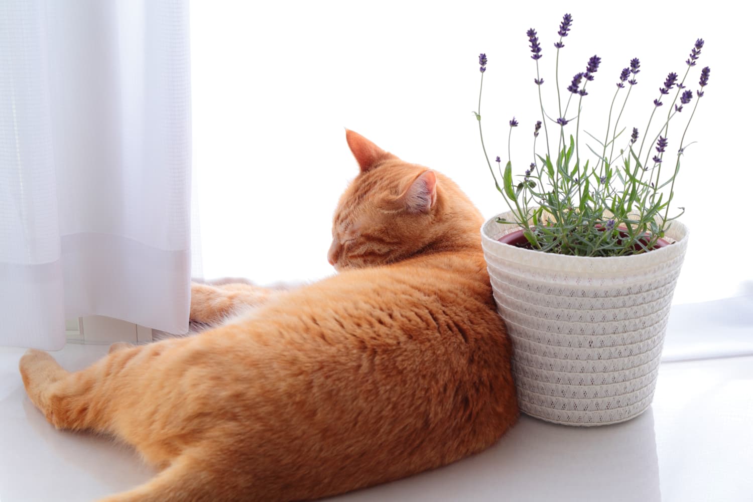 Are Essential Oils Safe for Cats? Lavender & Other Oil Toxicity for