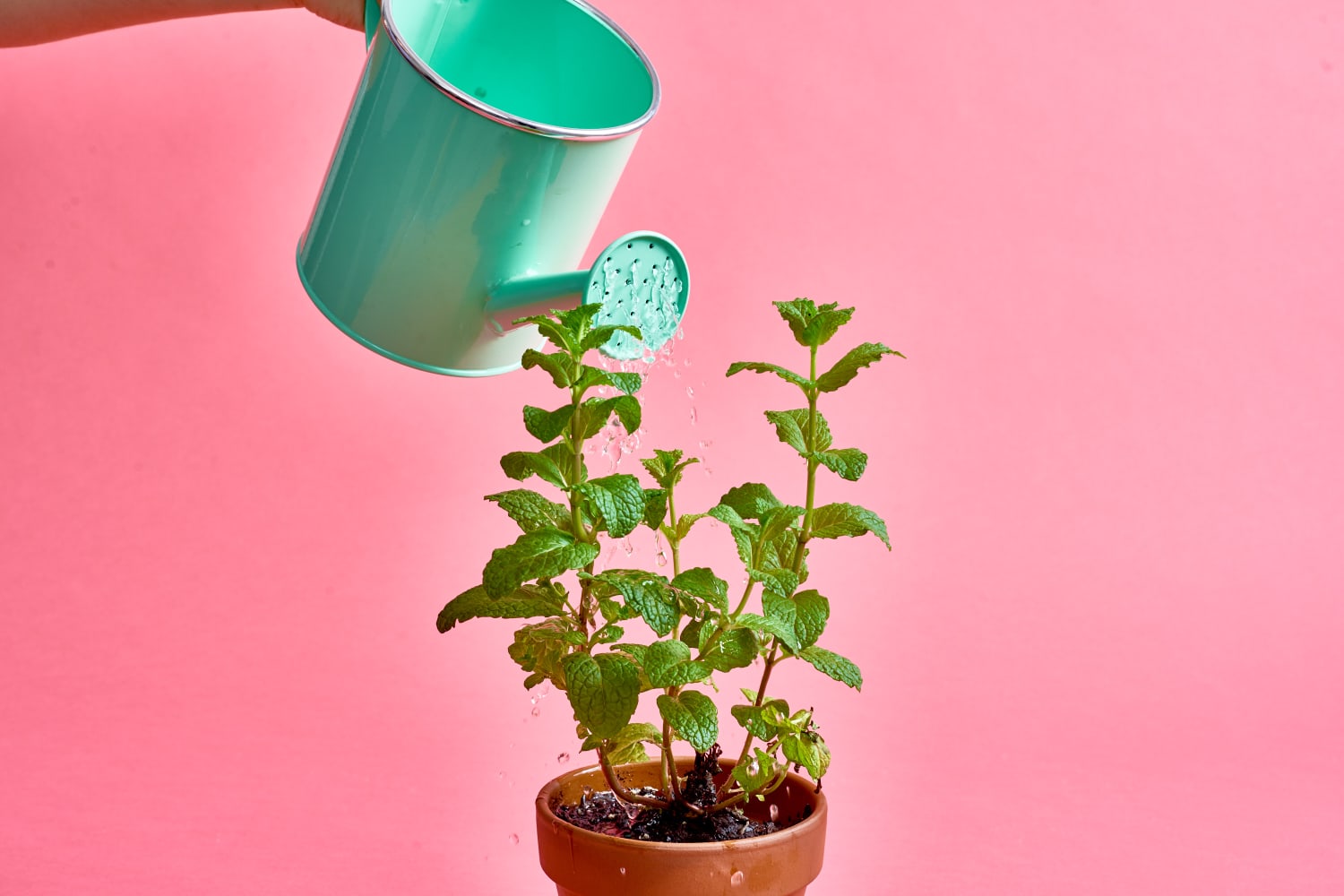 Mint Plant Care - How to Grow & Maintain Mint Plants | Apartment Therapy