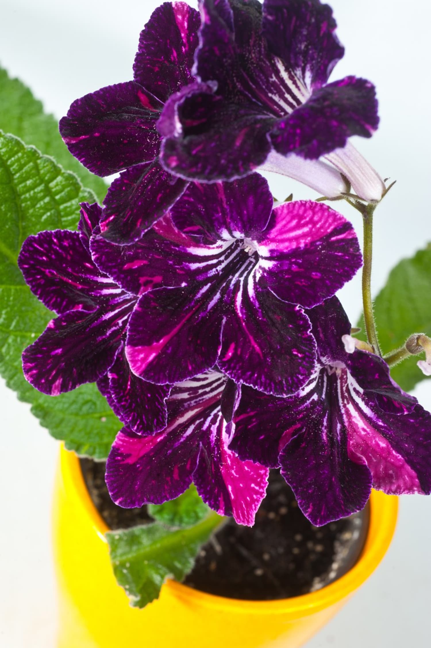Add Some Color! 5 Cheery, EasytoGrow Indoor Flowering Plants