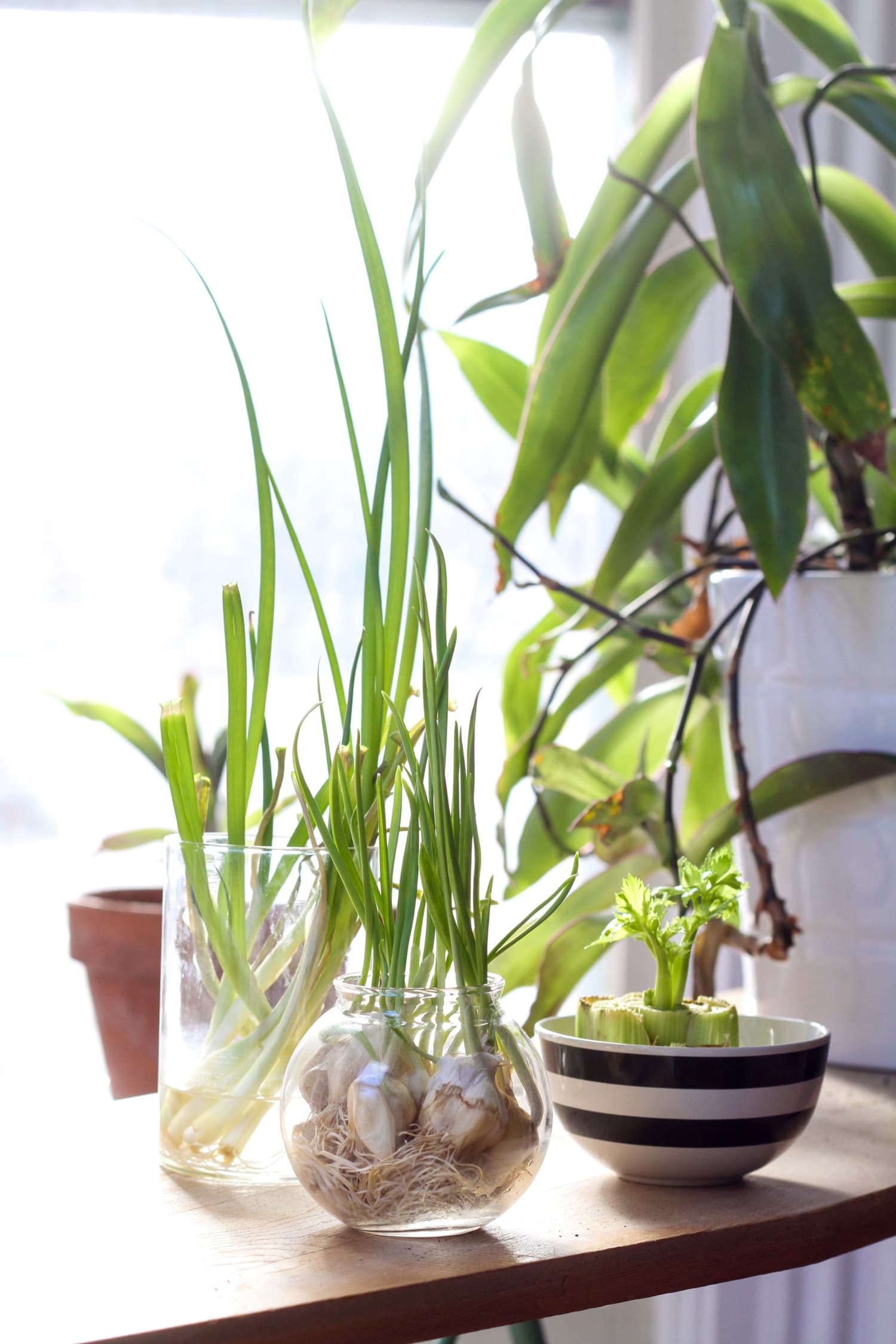 Growing Vegetables & Herbs Indoors this Winter Apartment Therapy