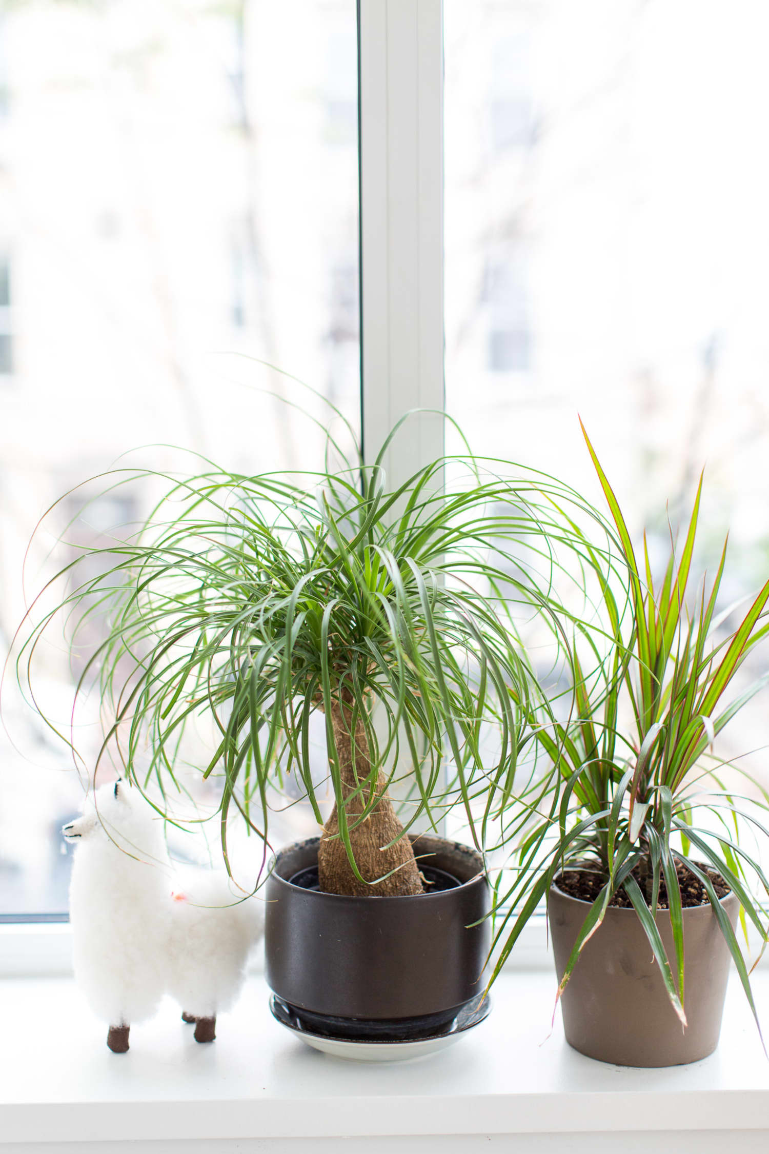 Ponytail Palm Tree Our Best Tips For Growing and Care