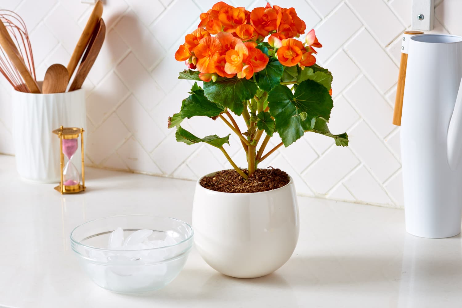 Ice Cube Orchid Watering Plants Apartment Therapy