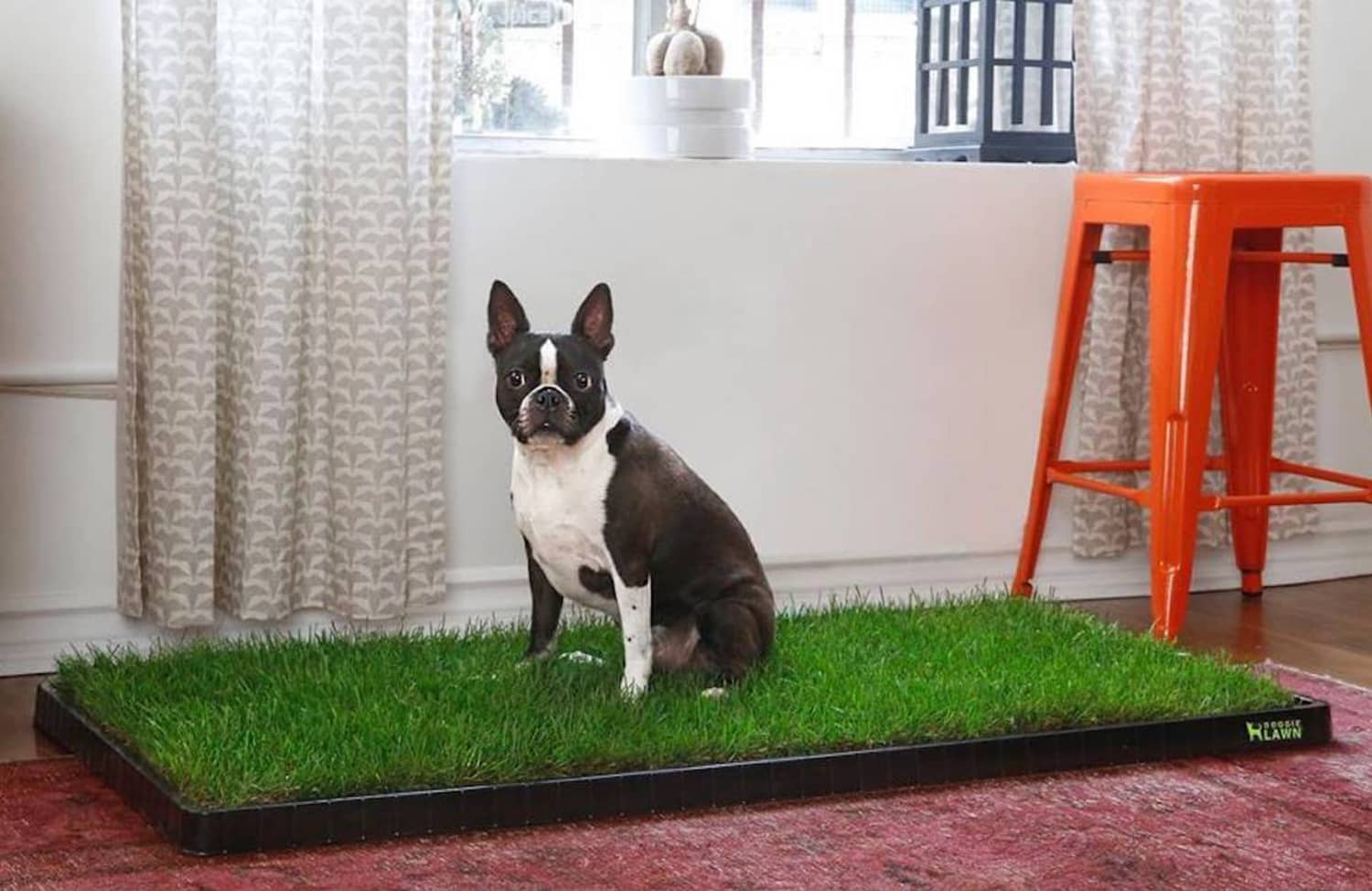 Where To Buy An Indoor “Litter Box” For Your Dog Apartment Therapy