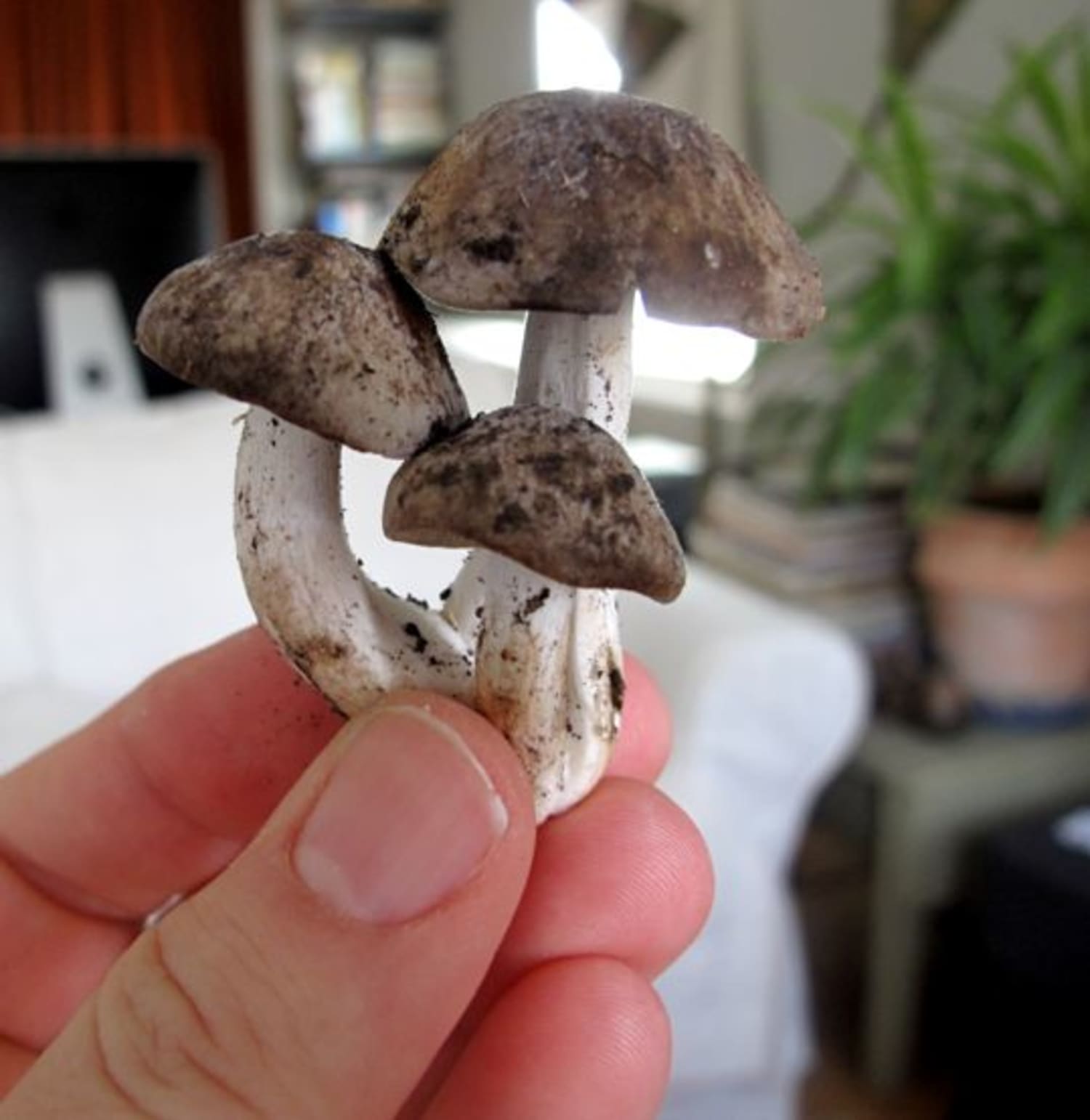 List 104+ Pictures Pictures Of Mushrooms Safe To Eat Superb