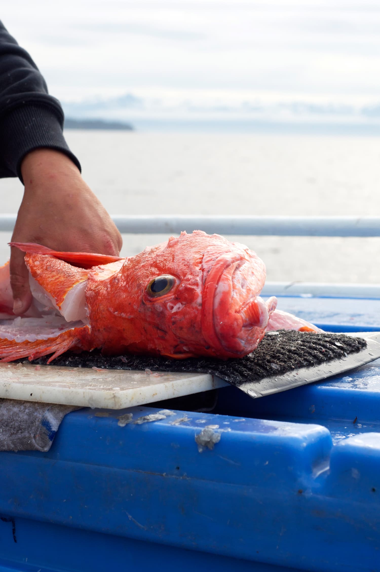 Scenes from Alaskan Fish Camp Filleting a Yelloweye Rockfish Right on