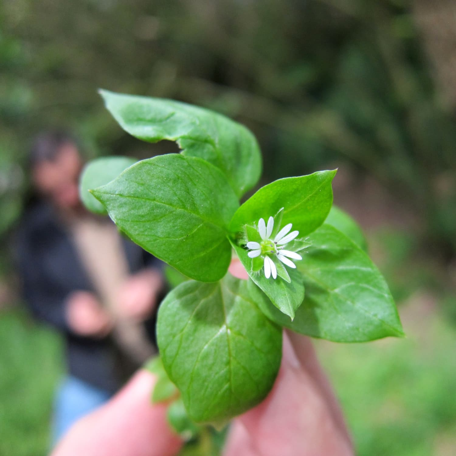 10 Edible Spring Weeds Kitchn