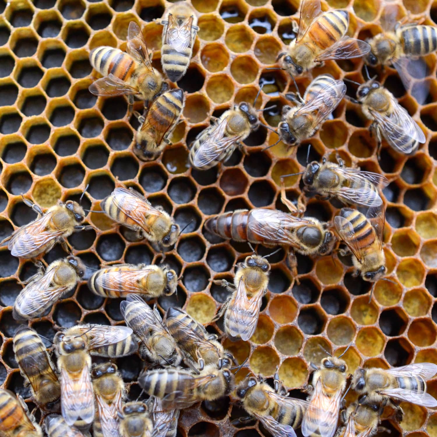 The Science of How Bees Make Honey Kitchn