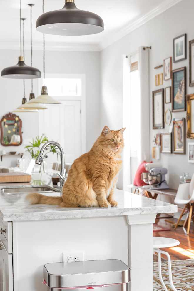 7 Simple Ways to Keep Cats Off Your Kitchen Counters