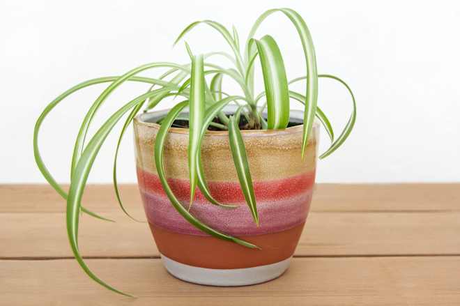 How to Best Take Care of the Spindly and Green Spider Plant