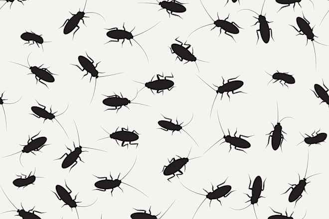Got a Roach Problem? Try These DIY Roach Repellents (and Skip the Store-Bought Sprays)