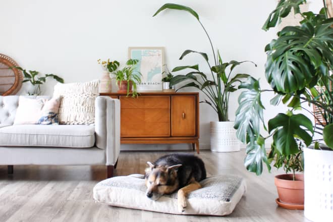100+ Plants and Two Dogs Fill This Interior Designer’s Bright and Peaceful Home