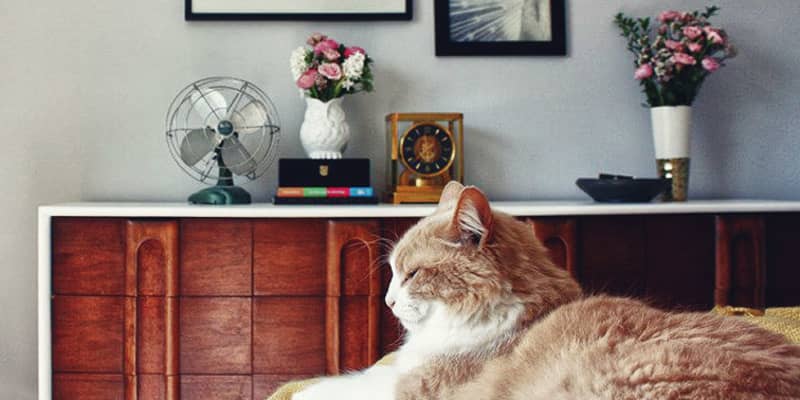 Why You Should Consider An Automated Pet Feeder Apartment Therapy