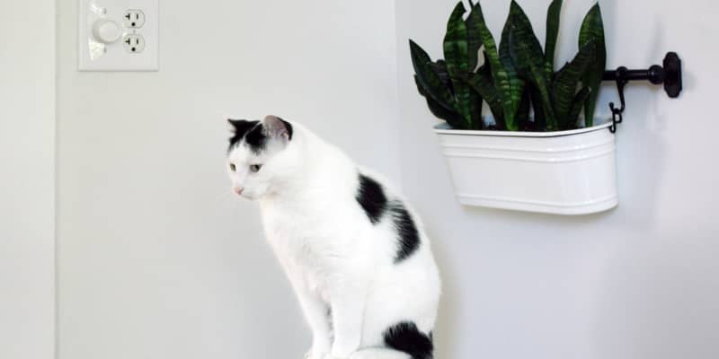 Diy Recipe For All Natural Cat Repellant Plant Spray Apartment