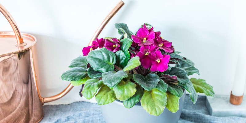 African Violets Care How To Grow Maintain African Violet