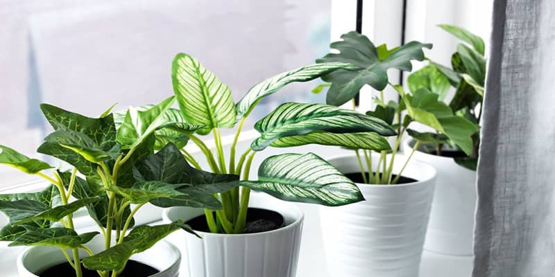 regenval Panter uitsterven How to Pick the Best Fake Plants: A Faux Plant Buying Guide 2021 |  Apartment Therapy
