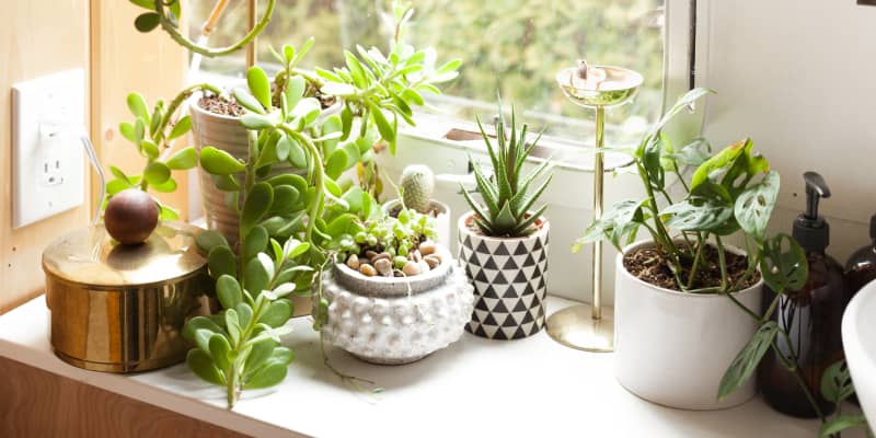 Budget Friendly Sources For Buying Plants Online Apartment Therapy