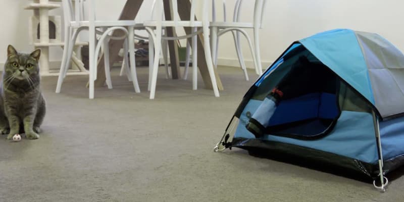 Cat Camp Sells Tent For Cats 
