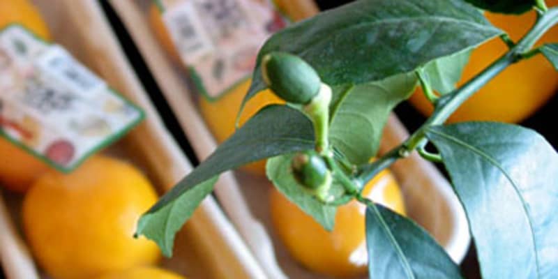 Indoor Meyer Lemon Trees For Winter Kitchn