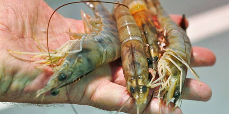 What S The Difference White Brown Freshwater Shrimp Kitchn