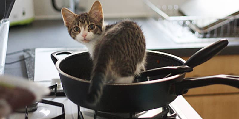 Kittens In The Kitchen A Cuteness Break For Your Post Holiday