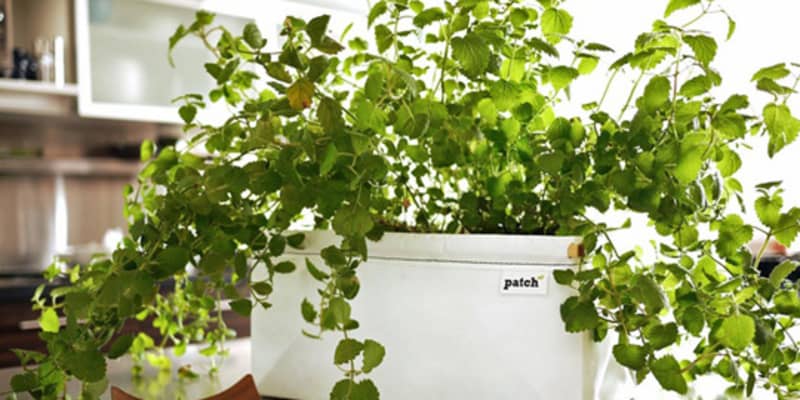 Patch Self Watering Herb Planters For Urban Cooks And Novice Gardeners Kitchn