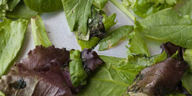 Can This Paper Help Keep Your Lettuce Fresh for More Than a Week