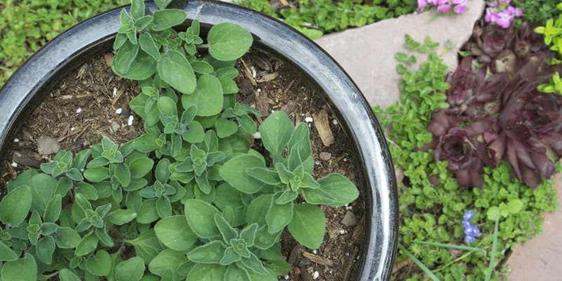 Everything You Need To Know About Growing Oregano Kitchn Placing the plant near a bright window is ide. growing oregano