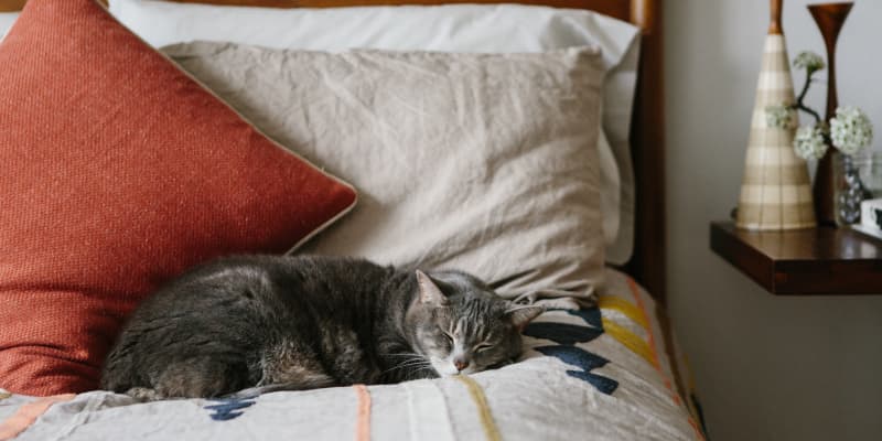 The Best Light Therapy Lamps for SAD in 2024 Apartment Therapy