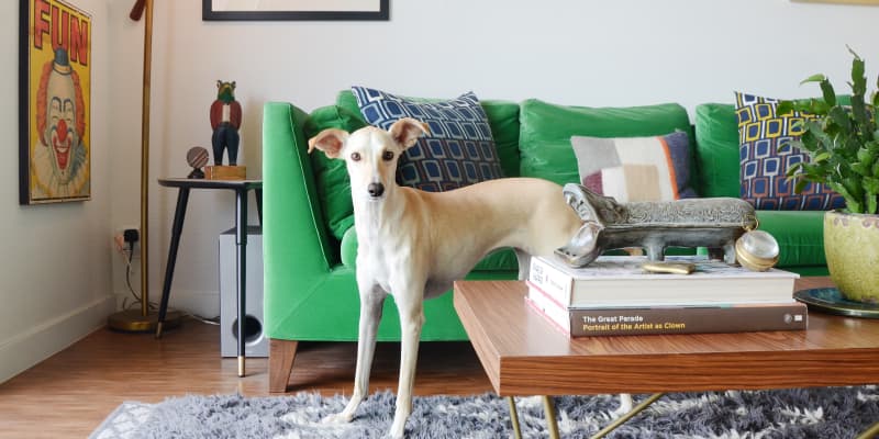 Best couch fabric for cats online