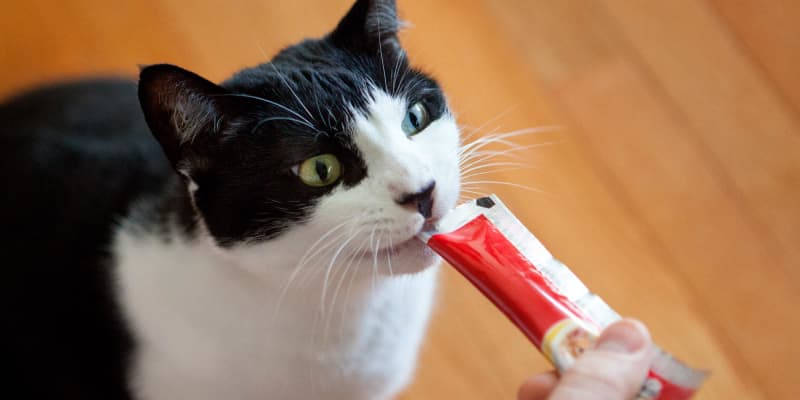 Hartz Cat Treats GoGurt Style Squeeze Up Tubes Video The Kitchn