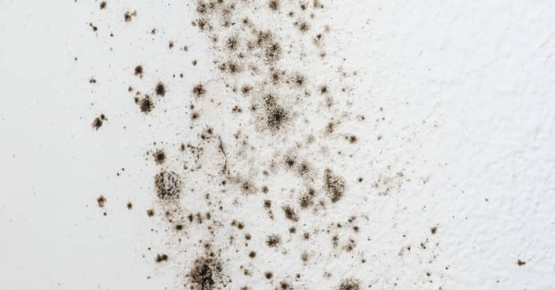 Black Mold Symptoms How To Get Rid Black Mold