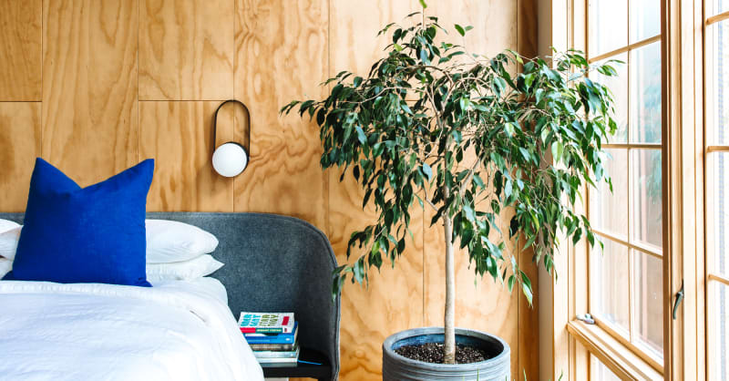 Tips For Caring For Indoor Ficus Tree Plants Apartment Therapy - 