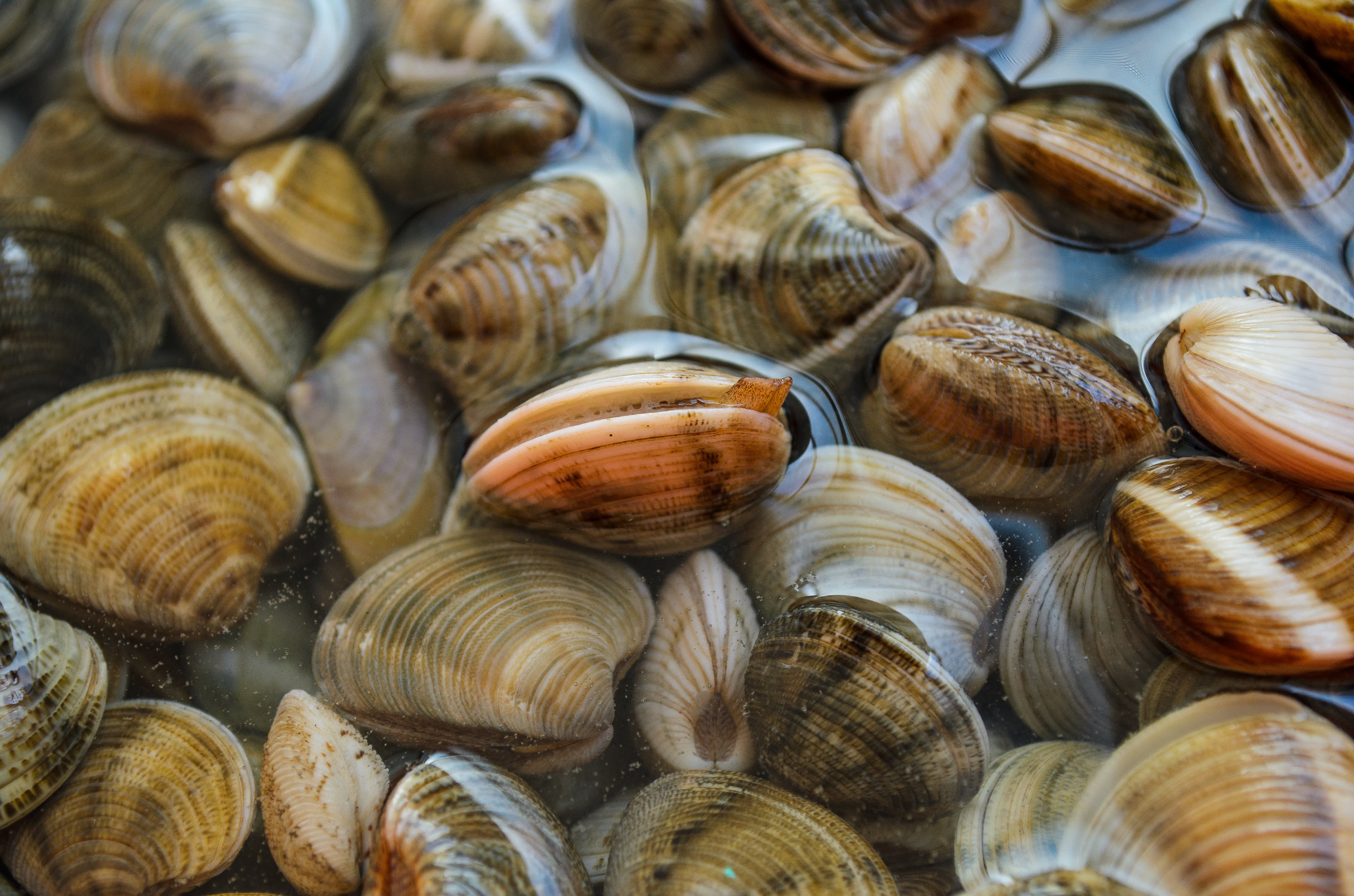 Clams