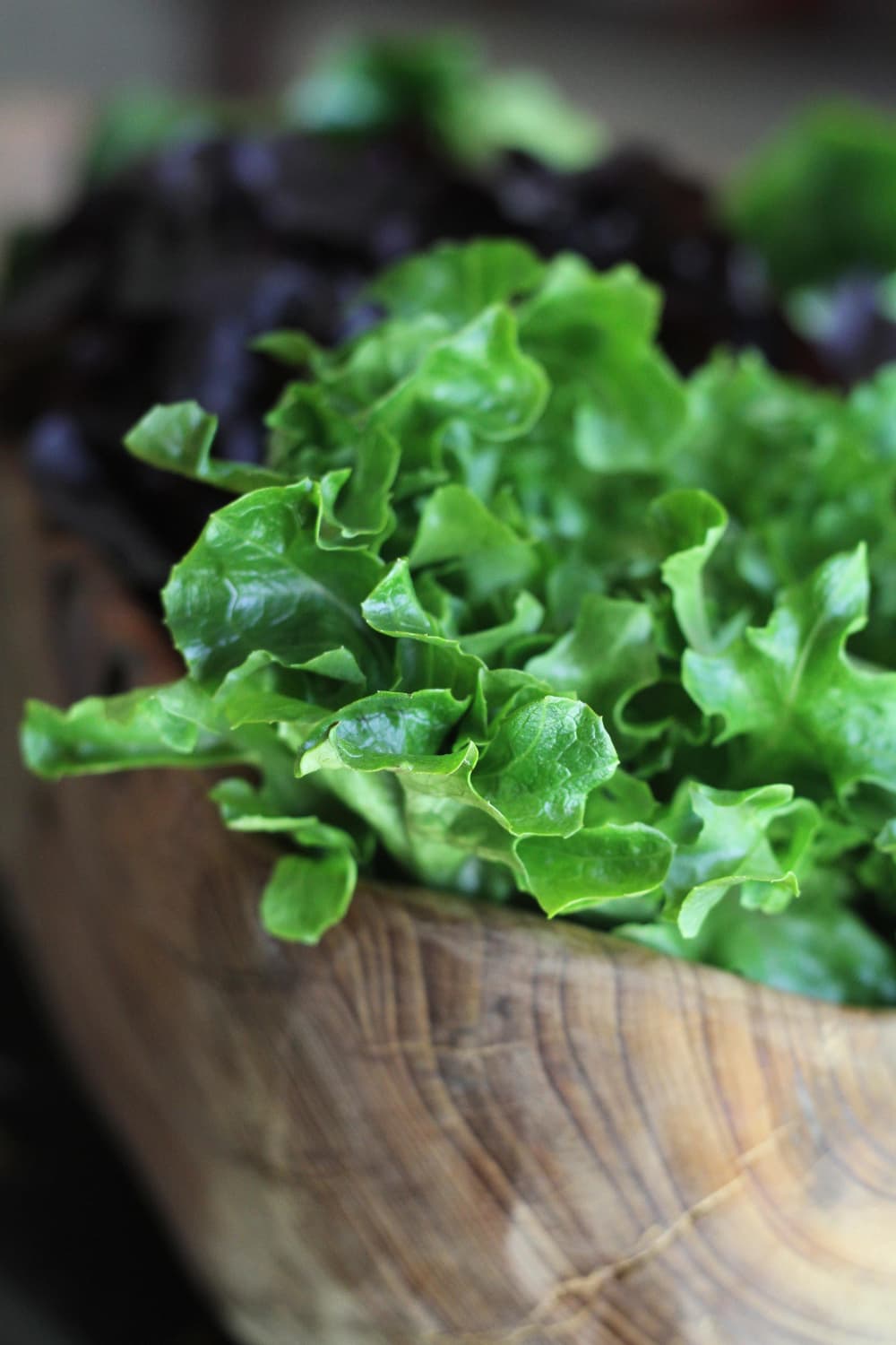 How To Grow Baby Lettuce (It’s Easier Than You Think!) Apartment Therapy